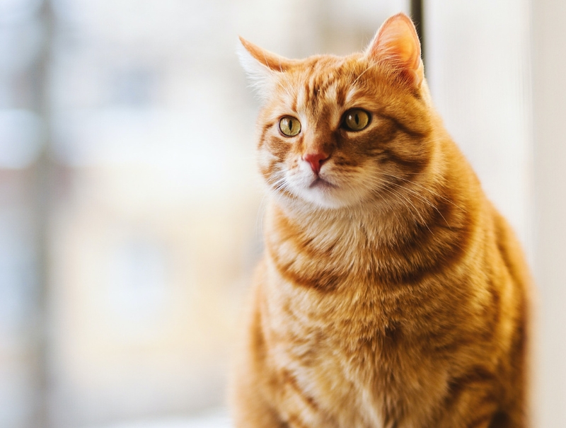 Oakdale Veterinary Group Policies