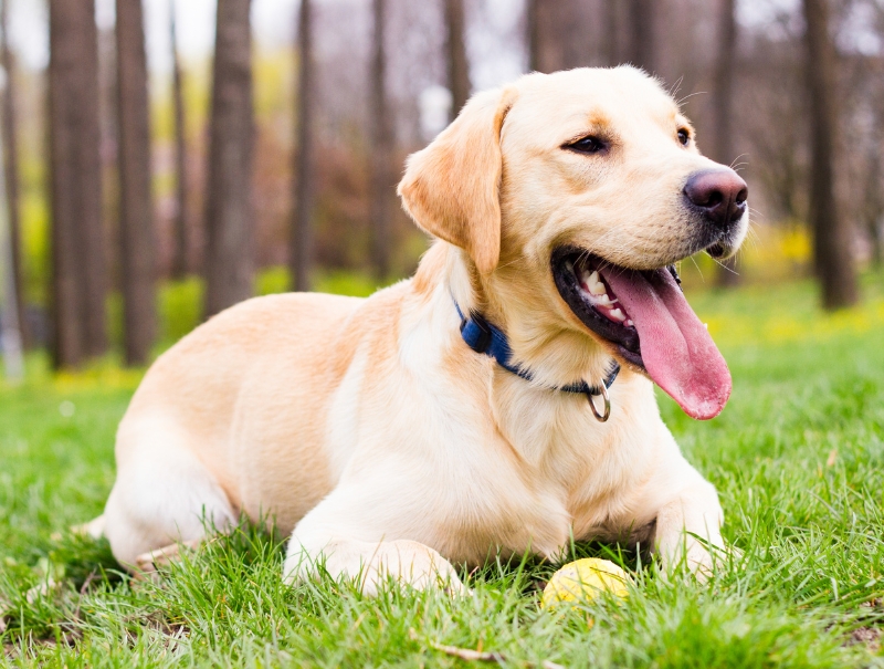 Veterinary FAQS of Dog Hygiene