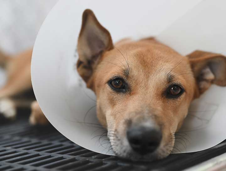 Pet Soft Tissue Surgery