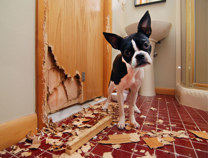 Veterinary FAQS of Dog Behavior