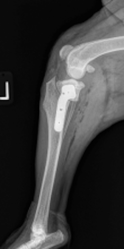 Radiograph assessing plate size and appropriate position