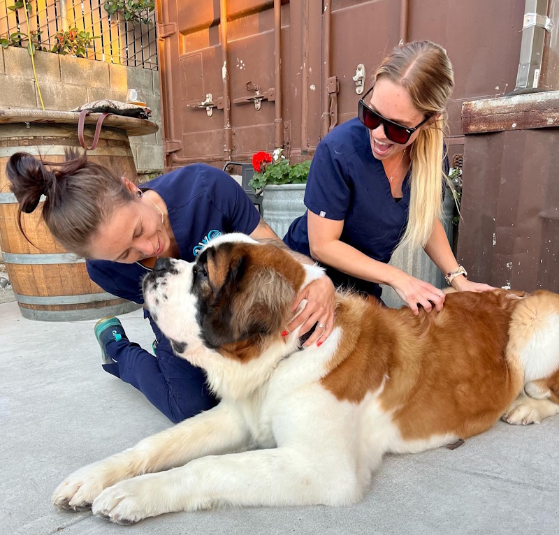 Our veterinary team will care for your pet
