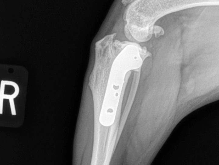 Dog & Cat digital xrays