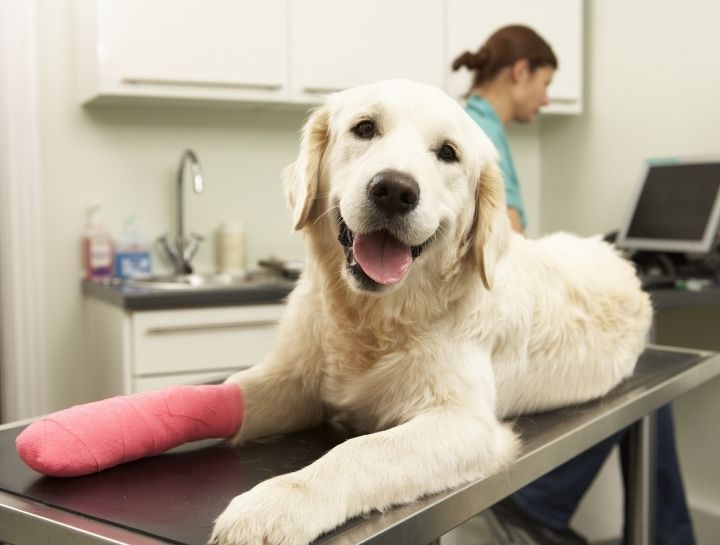 $city veterinary emergency