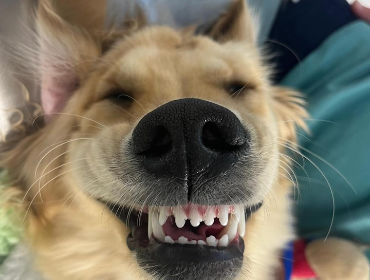 Pet Dental Care