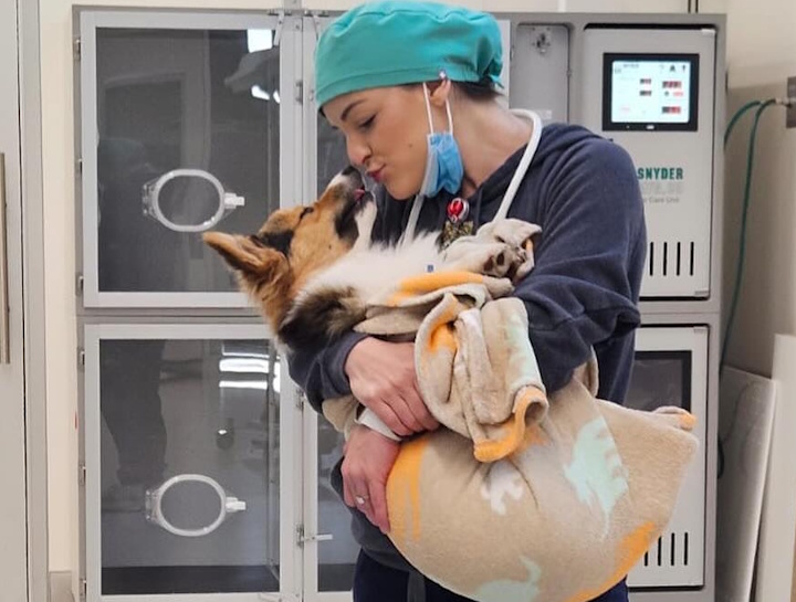 Urgent Veterinary Care