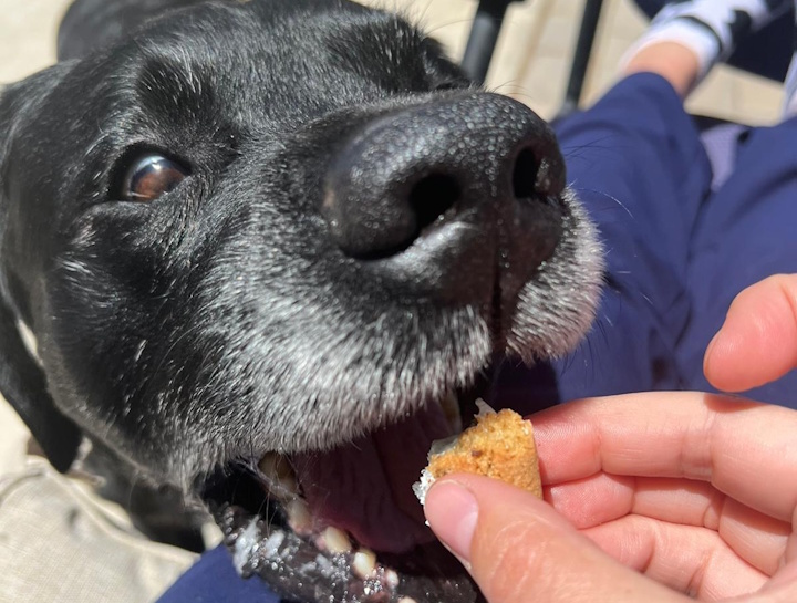 $City Animal Nutrition