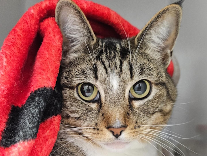 Preventive Care for Cats