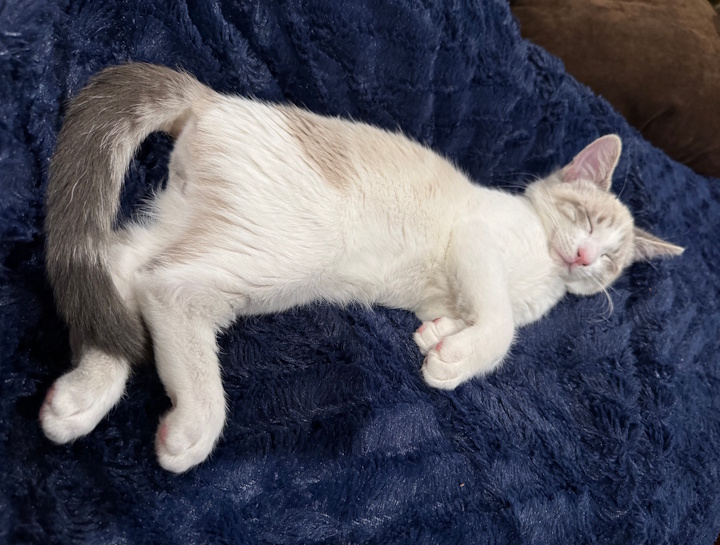 Puppy & Kitten Care