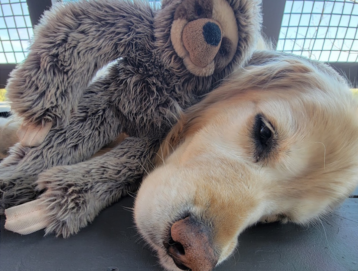Senior Pet Care